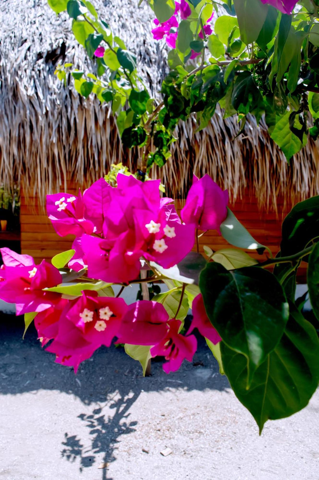 Palma Plata Islas Del Rosario Исла-Гранде Экстерьер фото