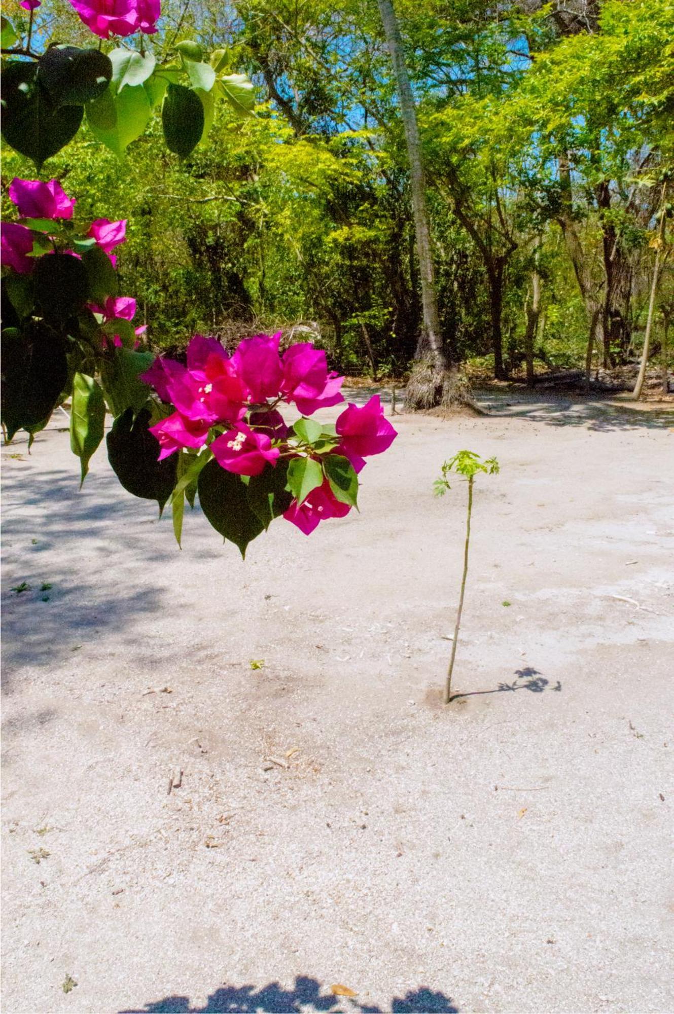 Palma Plata Islas Del Rosario Исла-Гранде Экстерьер фото